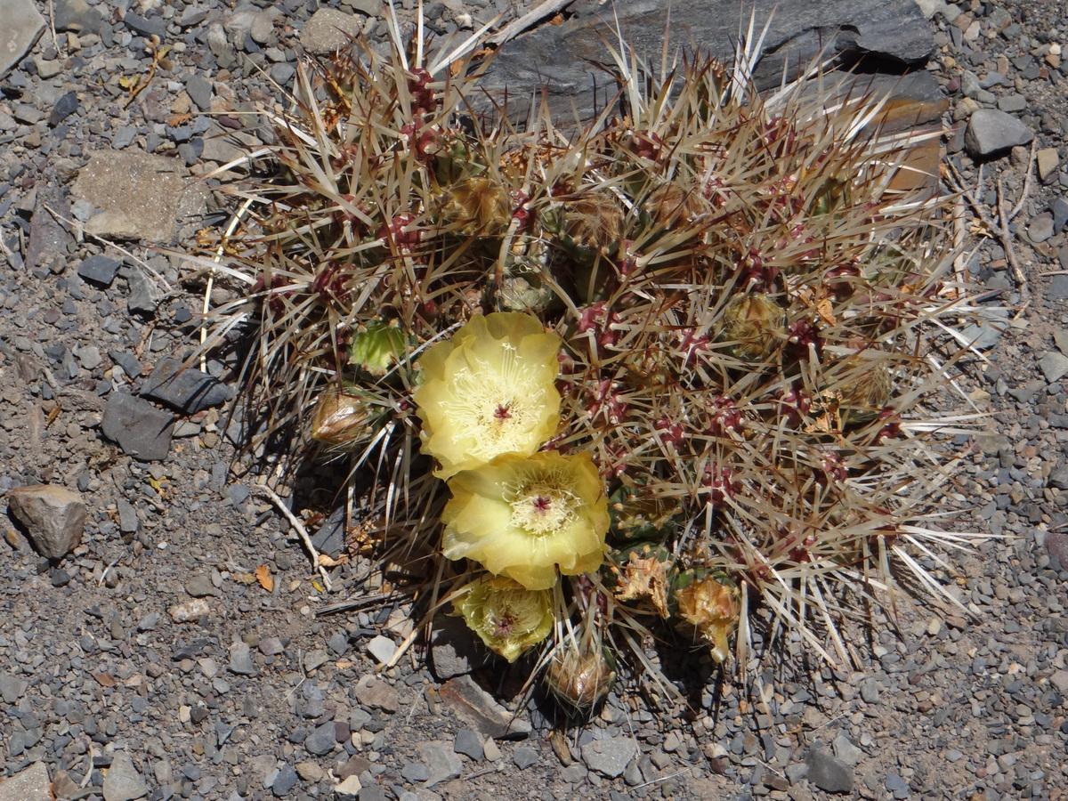 Maihueniopsis