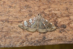 Glyphodes sibillalis