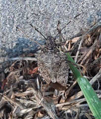 Halyomorpha halys