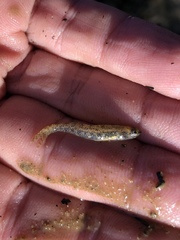 Etheostoma chlorosoma