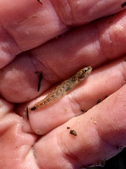 Etheostoma chlorosoma