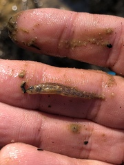 Etheostoma chlorosoma