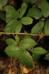 Rubus cissburiensis