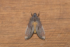 Bertholdia