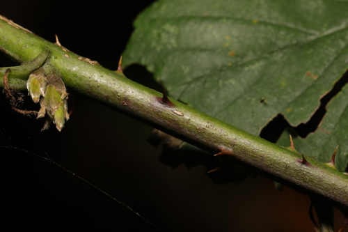 Image of Rubus cissburiensis by no rights reserved