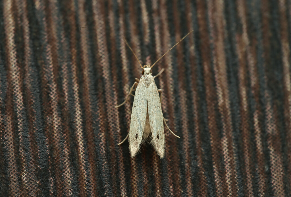 Monochroa subcostipunctella