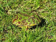 Argentinean Horned Frog photo 4