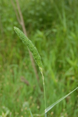 Phalaris angusta