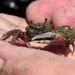 Uruguayan Fiddler Crab - Photo (c) Leonel Roget, some rights reserved (CC BY)