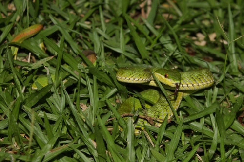 Photo of a White-lipped Pitviper (Trimeresurus albolabris)