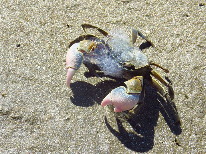 Granulated Crab