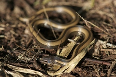 Coniophanes imperialis
