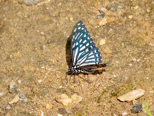 Common Mime Swallowtail