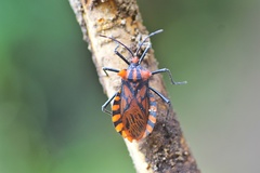 Spartocera pantomima