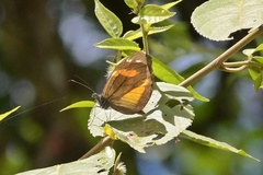 Dismorphiinae