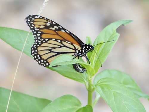 Monarch photographed in Minnesota