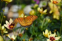 Argynnis hyperbius