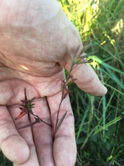 Hypericum drummondii