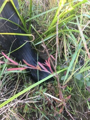 Hypericum drummondii