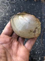 Utterbackiana suborbiculata