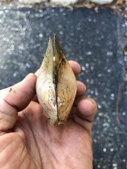 Utterbackiana suborbiculata