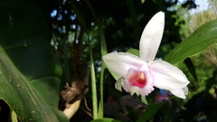 Sobralia decora