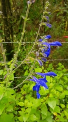 Salvia vitifolia