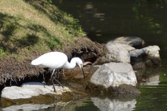 Egretta garzetta