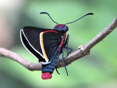 Mysoria barcastus