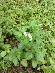 Heliotropium angiospermum