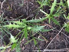 Eryngium vesiculosum