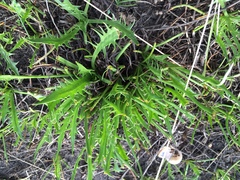 Eryngium vesiculosum