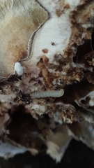 Dendroctonus rufipennis