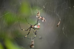 Trichonephila clavata