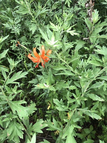 Coral Lily