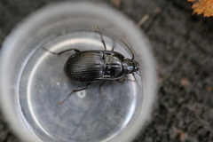 Abax ovalis