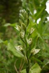 Chloraea membranacea