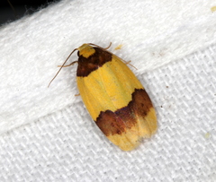 Heterallactis euchrysa