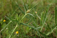 Eryngium coronatum