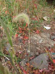 Poaceae