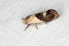 Hypertropha chlaenota
