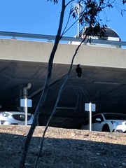 Anthochaera chrysoptera