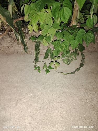Japanese Tree Frog