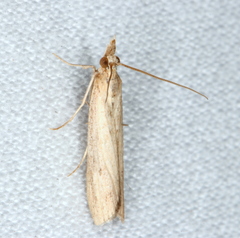 Emmalocera