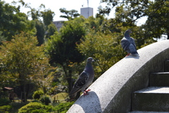 Columba livia domestica