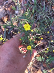 Croptilon rigidifolium