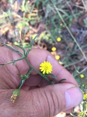 Croptilon rigidifolium