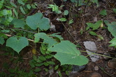 Ampelocissus acapulcensis