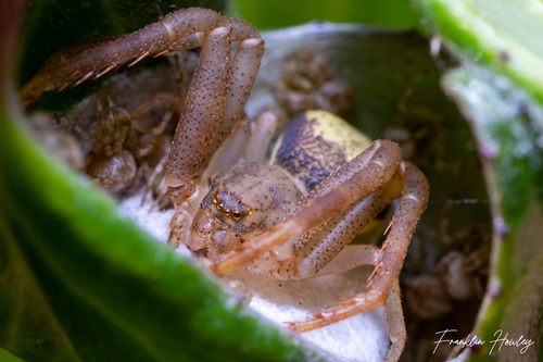 Isaloides toussainti