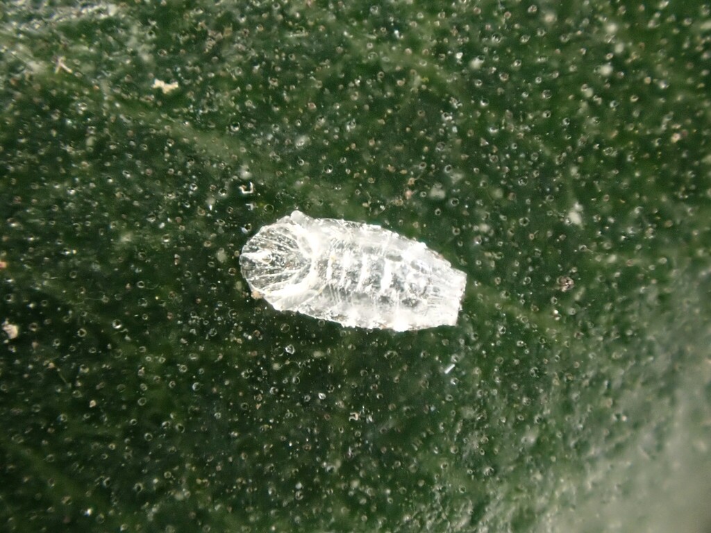 Lecanochiton scutellaris